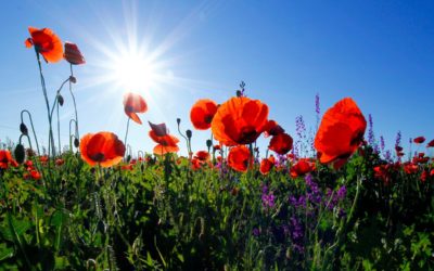 Tall Poppy Syndrome