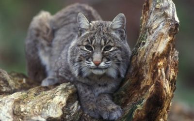 Not Today, Bobcat.